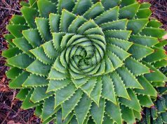 Can Sacred Geometry Help Evolve Your Consciousness?