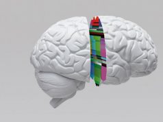 The Human Brain Is a Time Traveler